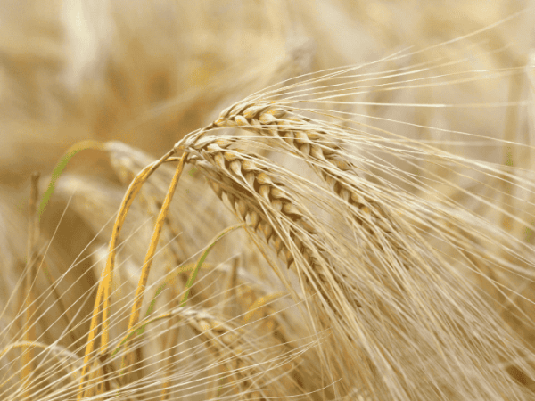 El paso del&nbsp;molino