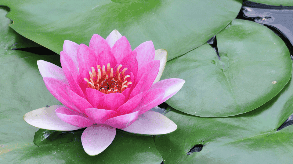 poema sobre deseo cuerpo arte vida clavel nenufar