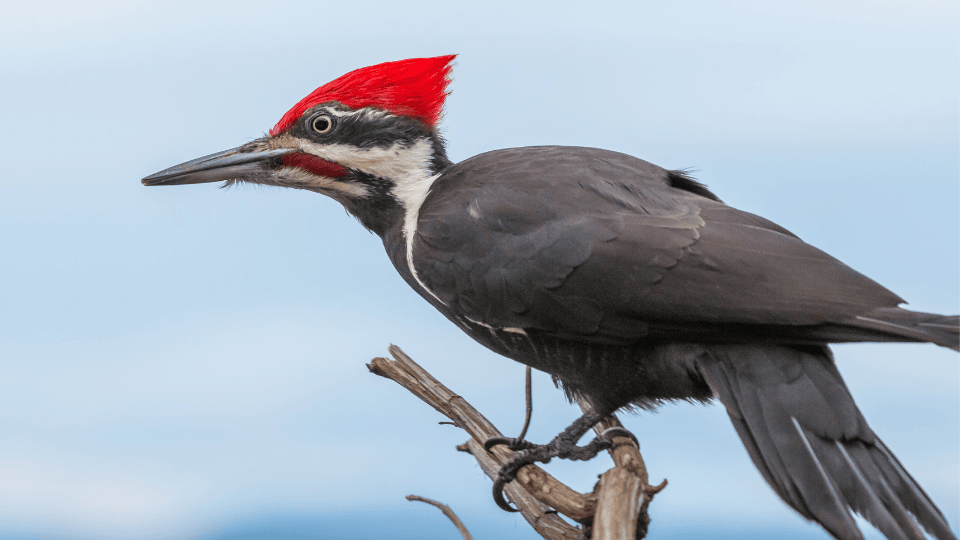 poema sobre pajaro carpintero madera amor naturaleza