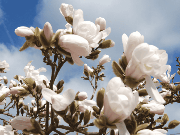 Una especie de&nbsp;umbo