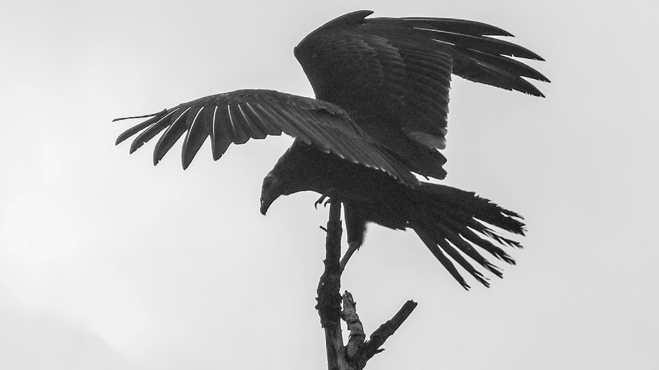poema sobre culpa condena remordimiento asimilación pajaro hiena