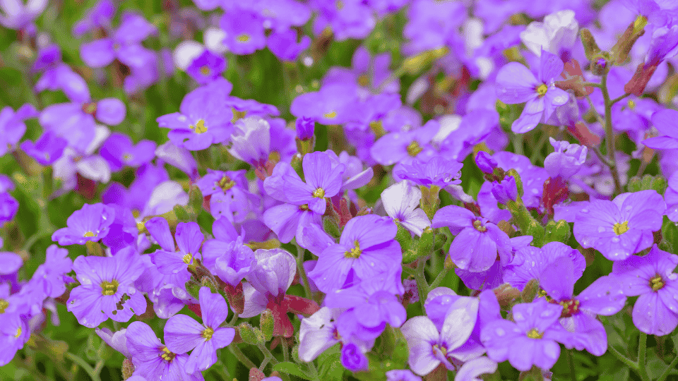 De jardín, ligero tu&nbsp;pétalo