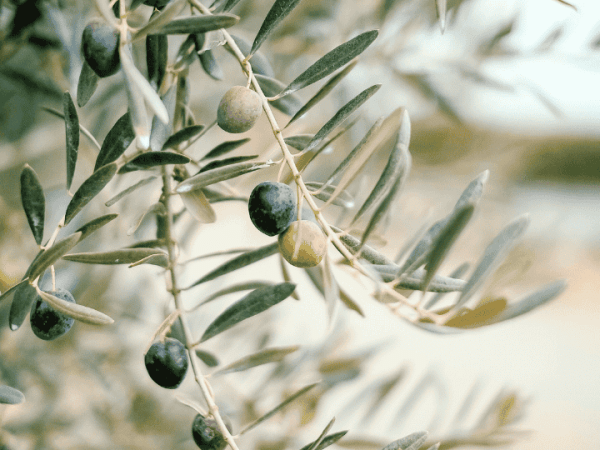 Advertencia del olivo