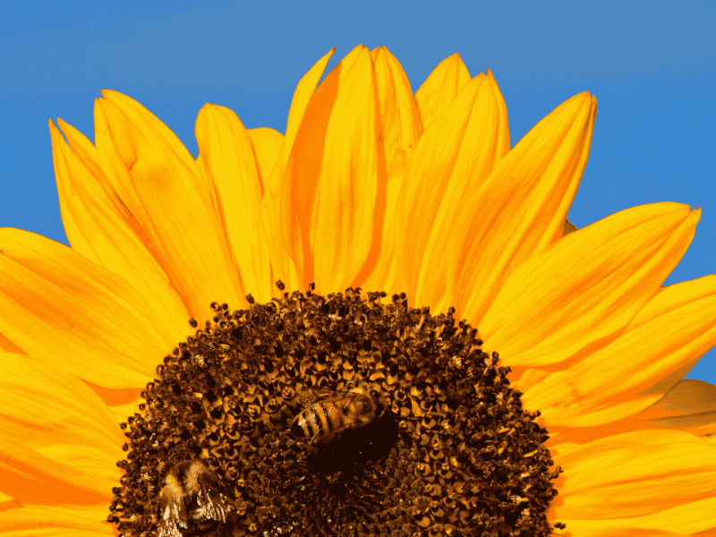 El poema de Amaranto&nbsp;Gallo