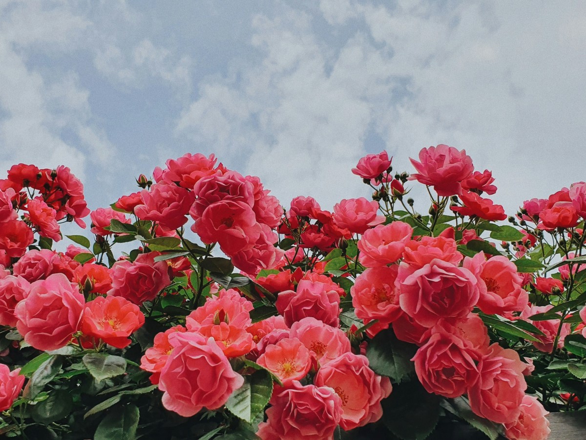 Cuando brota el&nbsp;alma