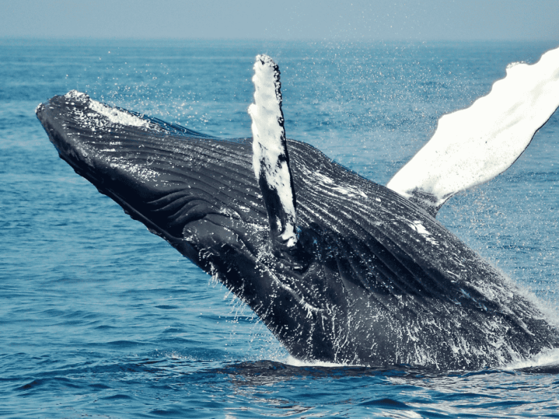 El cachalote