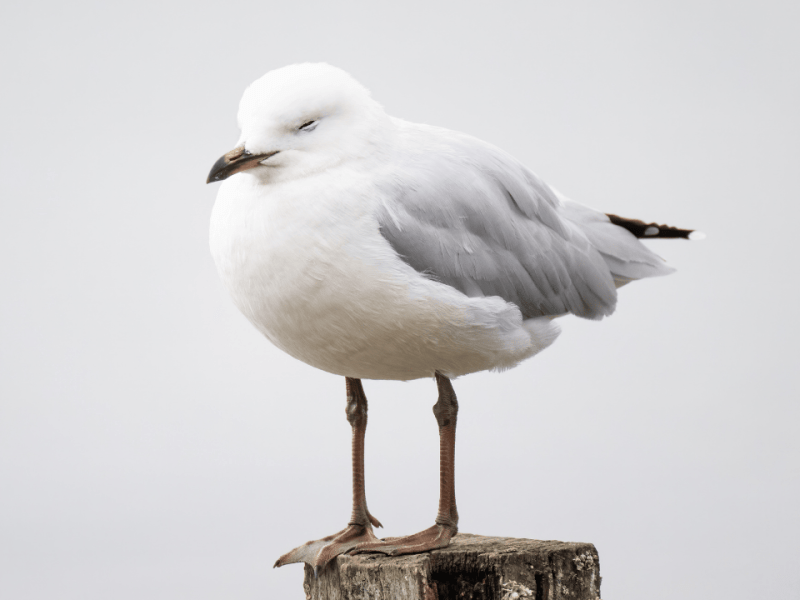 Gaviota en el&nbsp;horizonte