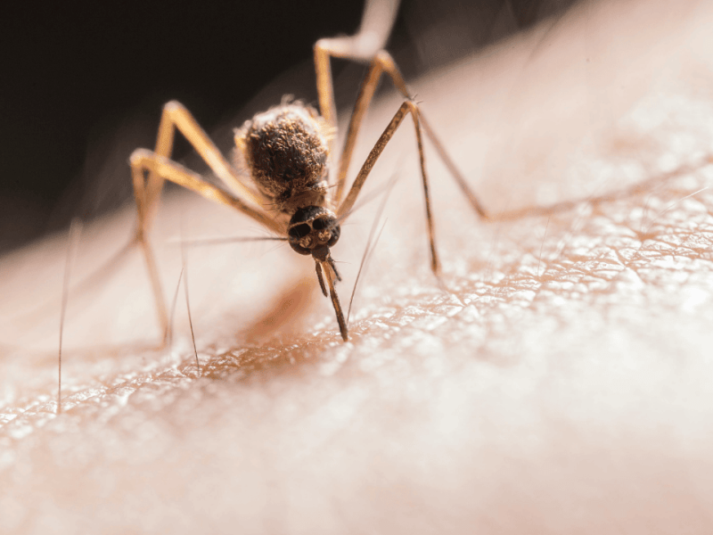 Insectos del turismo