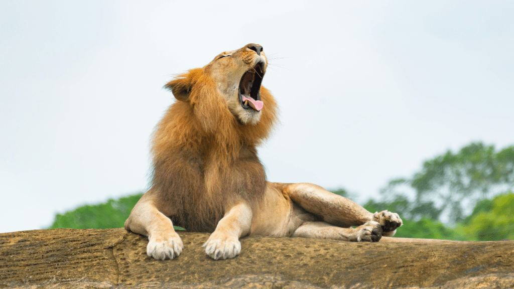 poema sobre identidad sueño pesadilla