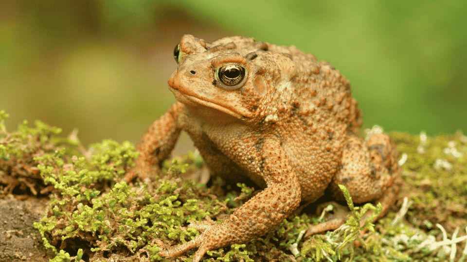 cuento sobre sapo infancia fantasia recuerdos jardin