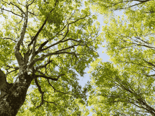 El llanto de los&nbsp;árboles