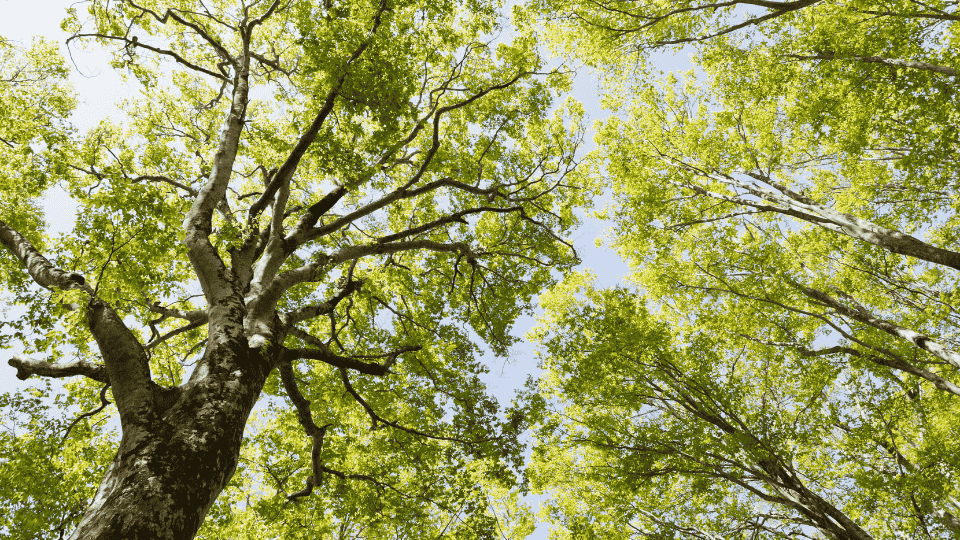 poema sobre mujeres familia soledad arboles selva