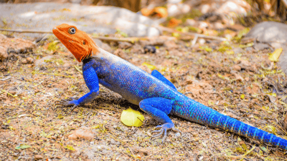 poema sobre lagarto fobia colores miedo