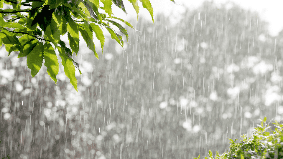 poema sobre ojos lluvia luciernaga invierno resiliencia